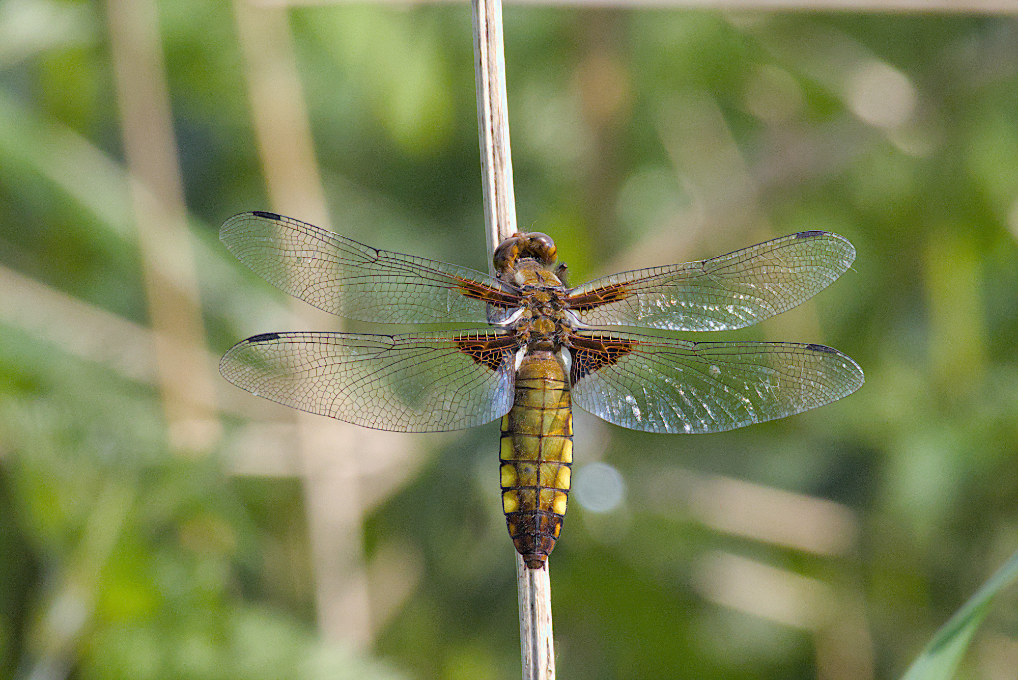 Plattbauch, weiblich